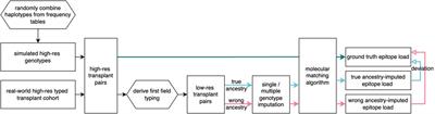 Quantifying uncertainty of molecular mismatch introduced by mislabeled ancestry using haplotype-based HLA genotype imputation